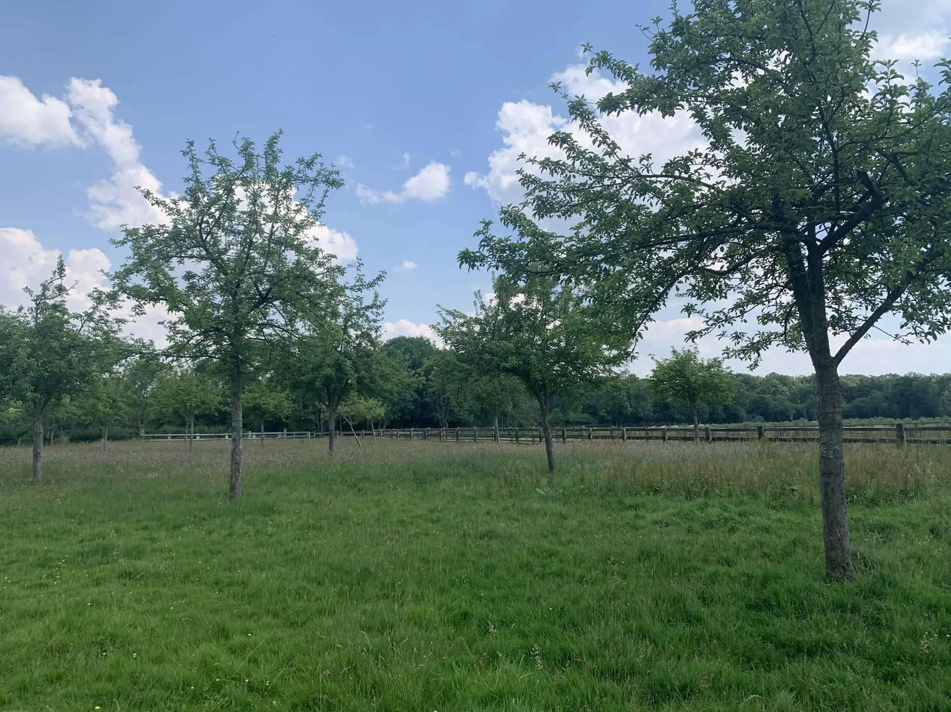 PAYS D'AUGE DU CALVADOS : Région LIVAROT : Structure Equestre et élevage de bovins de 28 HA