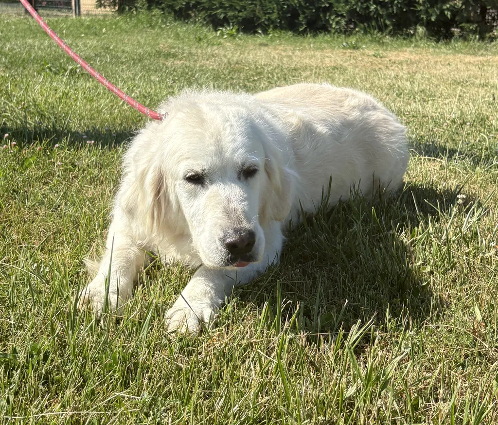 Oasis, Golden Retriever femelle, recherche sa future famille