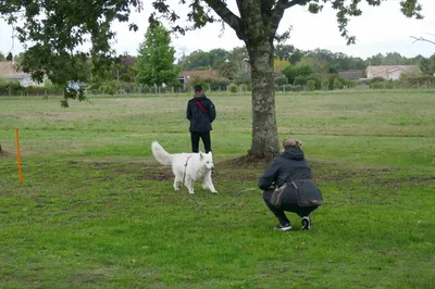 Accompagnement professionnel sur site pour les acteurs du monde canin sur la gironde et proche de l'aquitaine