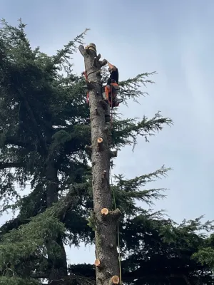 Experts en technique d'abattage par démontage dans le Gard