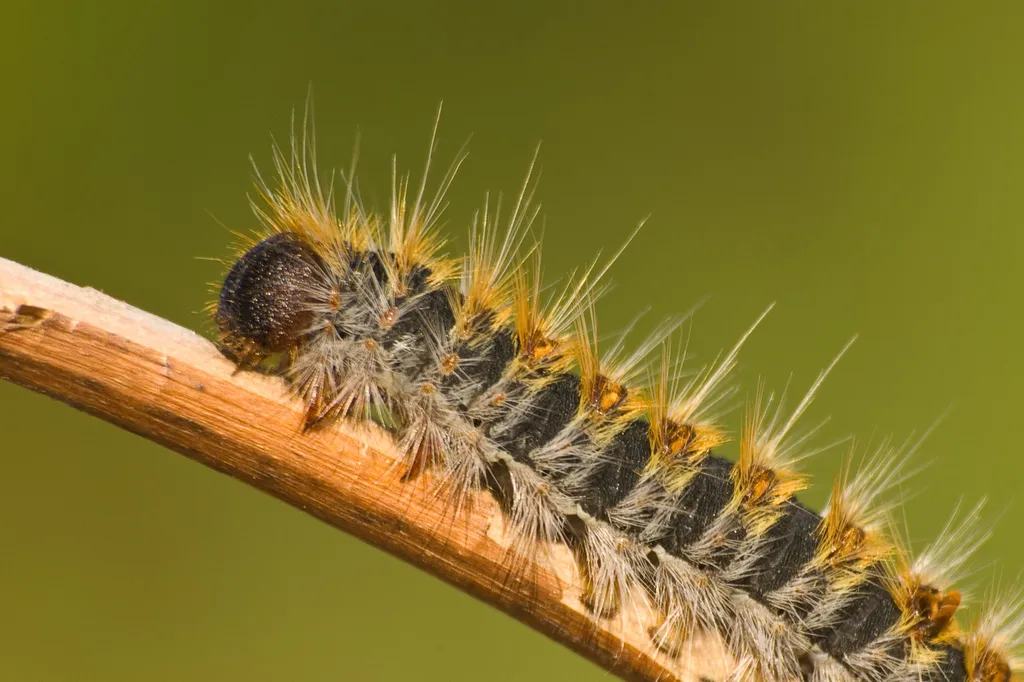prévention des chenilles processionnaires à marseille 13002