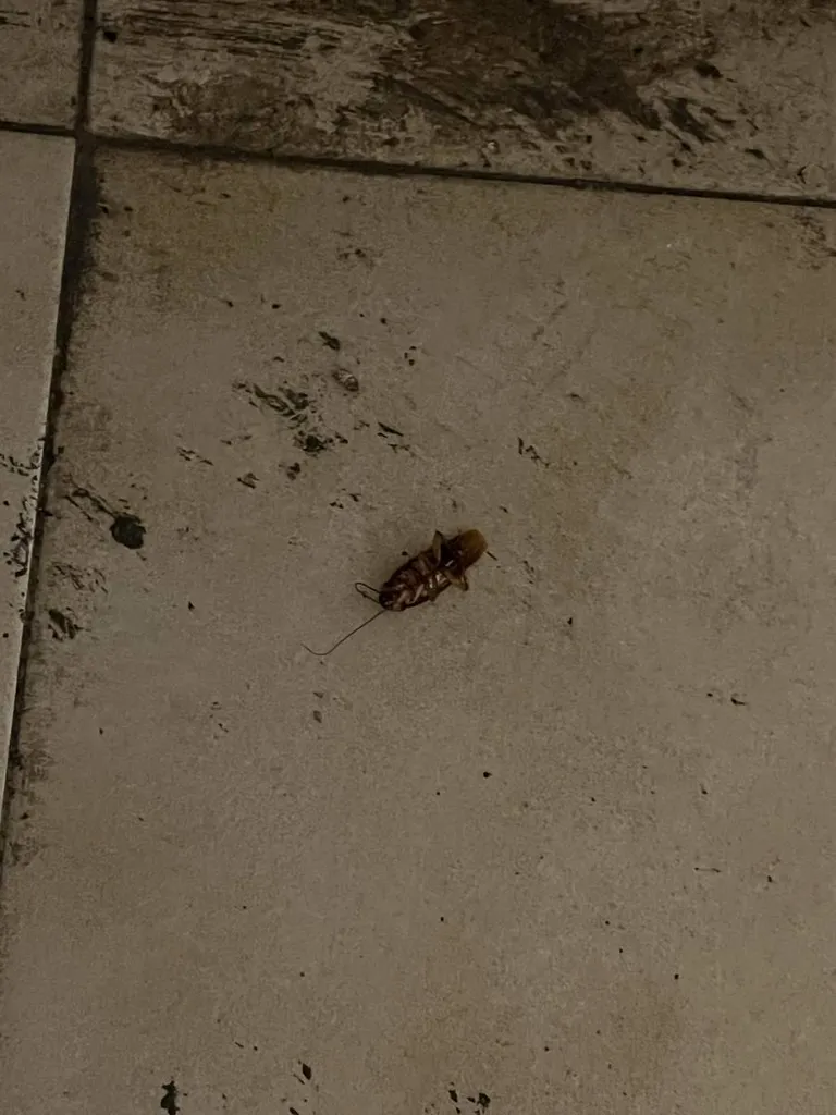 Traitement de cafards dans le sous-sol d'un magasin de chaussures dans le centre ville de Marseille 13006