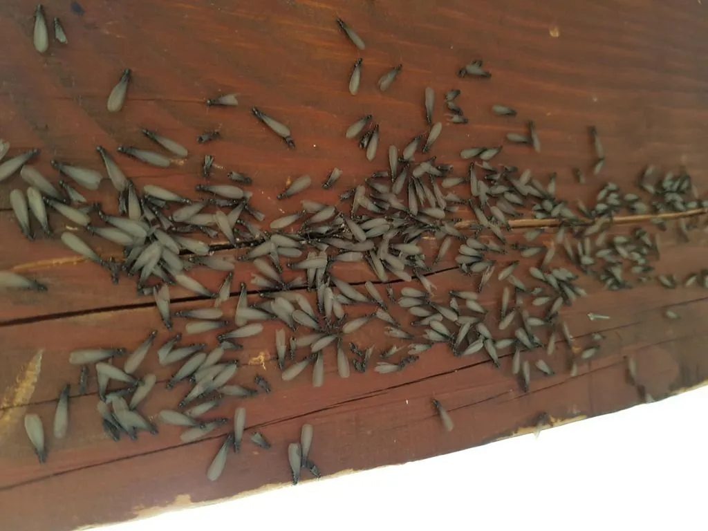 TSO TERMITES PESSAC - Essaimage