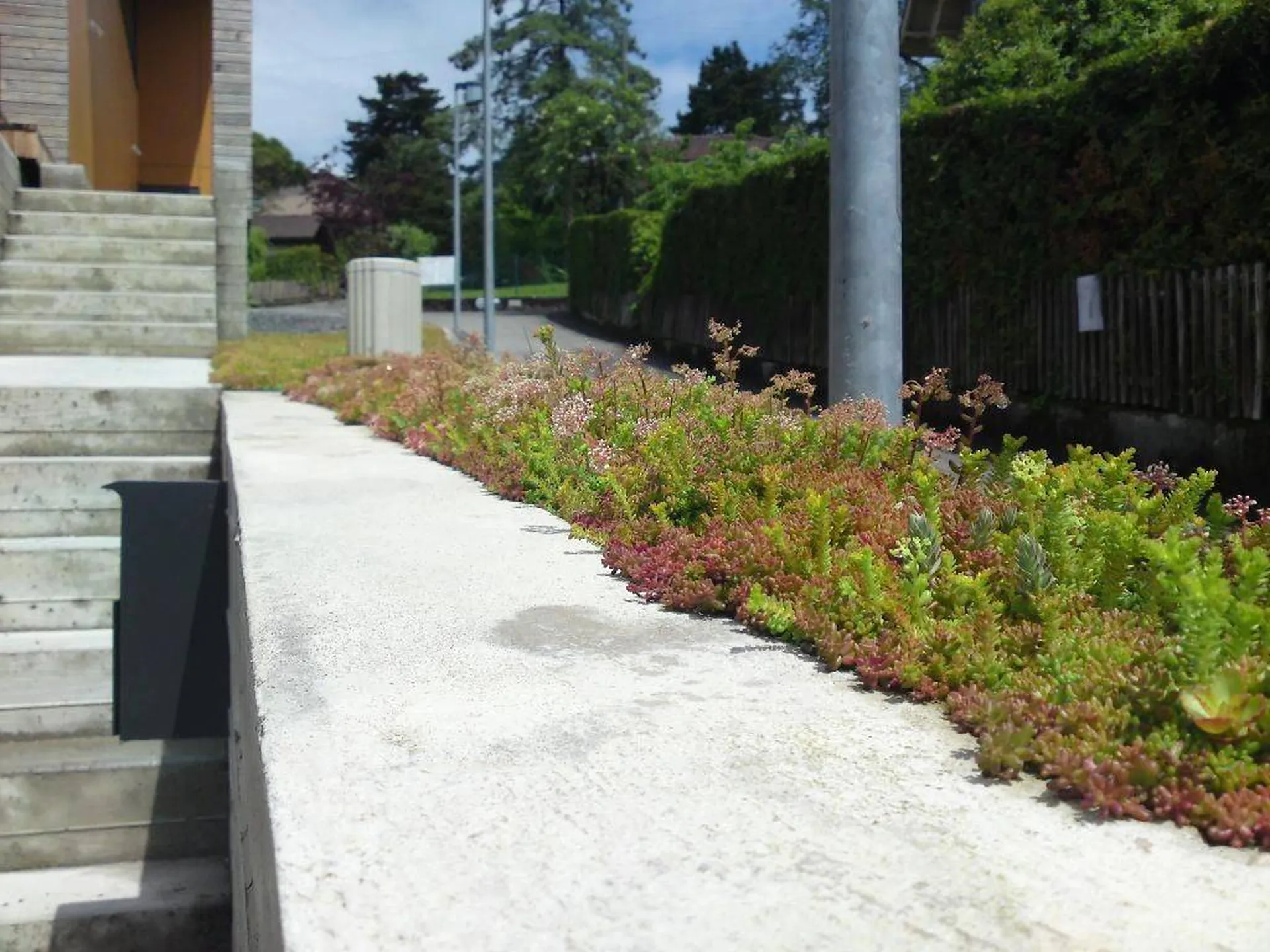 création de toiture végétalisée