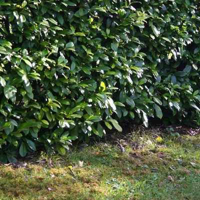 Quelle est la meilleure végétation pour une séparation de propriété à Libourne ?