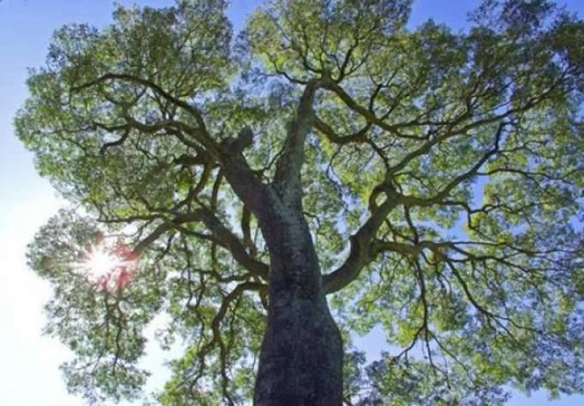 Essence de Bois Itauba