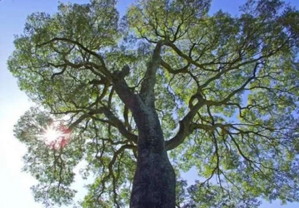 Essence de Bois Itauba