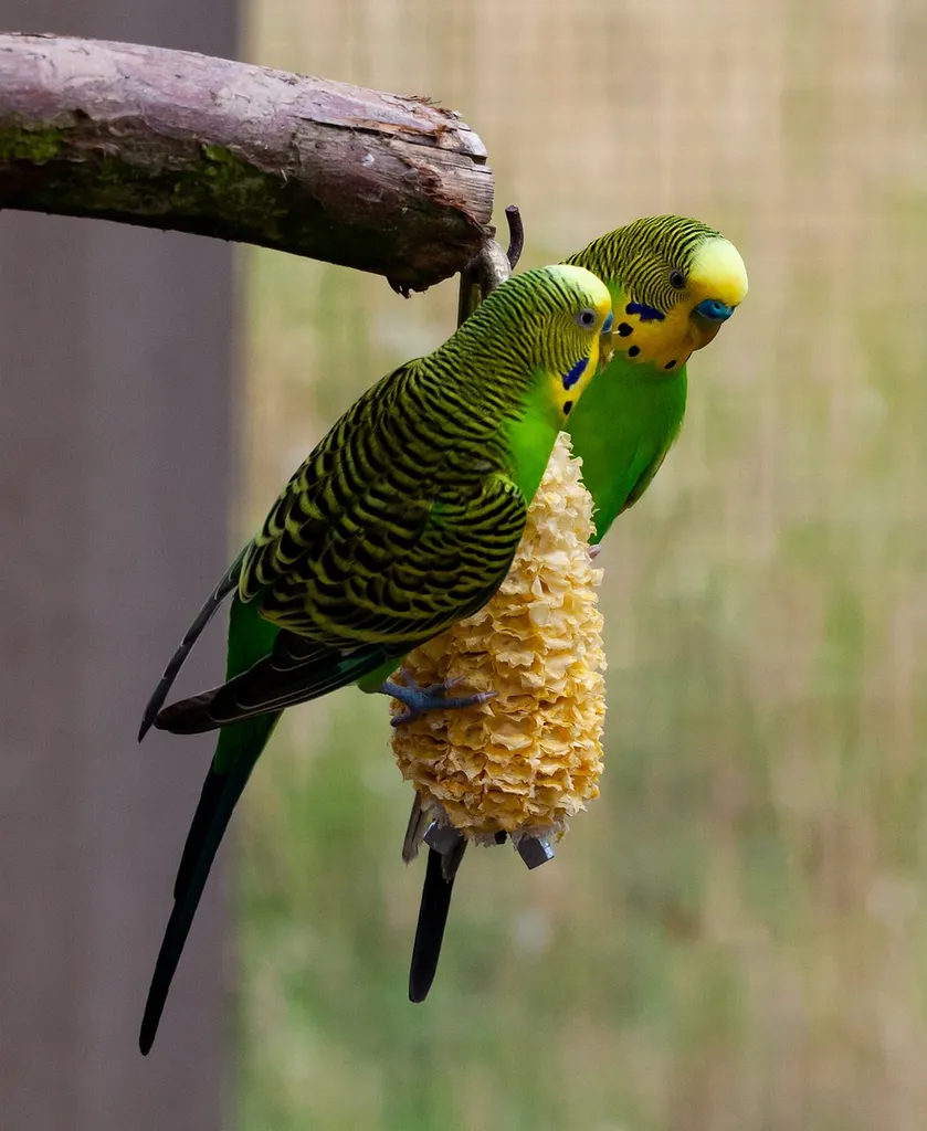 Compléments pour Perruche Oiseau Vitamines et Plumes vétérinaire à Marseille