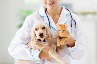 Valérie Guillet accompagne les projets d’adoption responsable à Paris, en clarifiant le lien humain–animal grâce à la constellation animale intuitive.