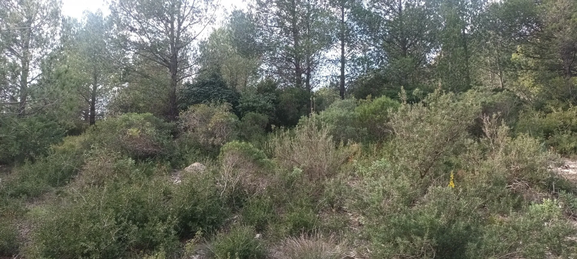 meilleur tarif obligation débroussaillage