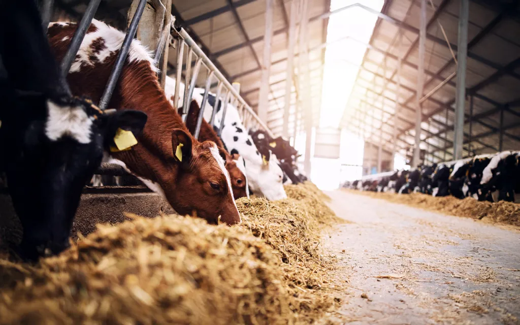 Bellorum posse omnis imperatorum lustratae