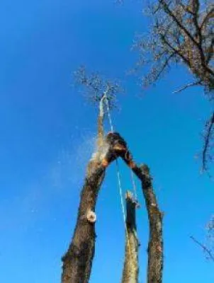 Abattage d'un pin par un spécialiste à Bordeaux