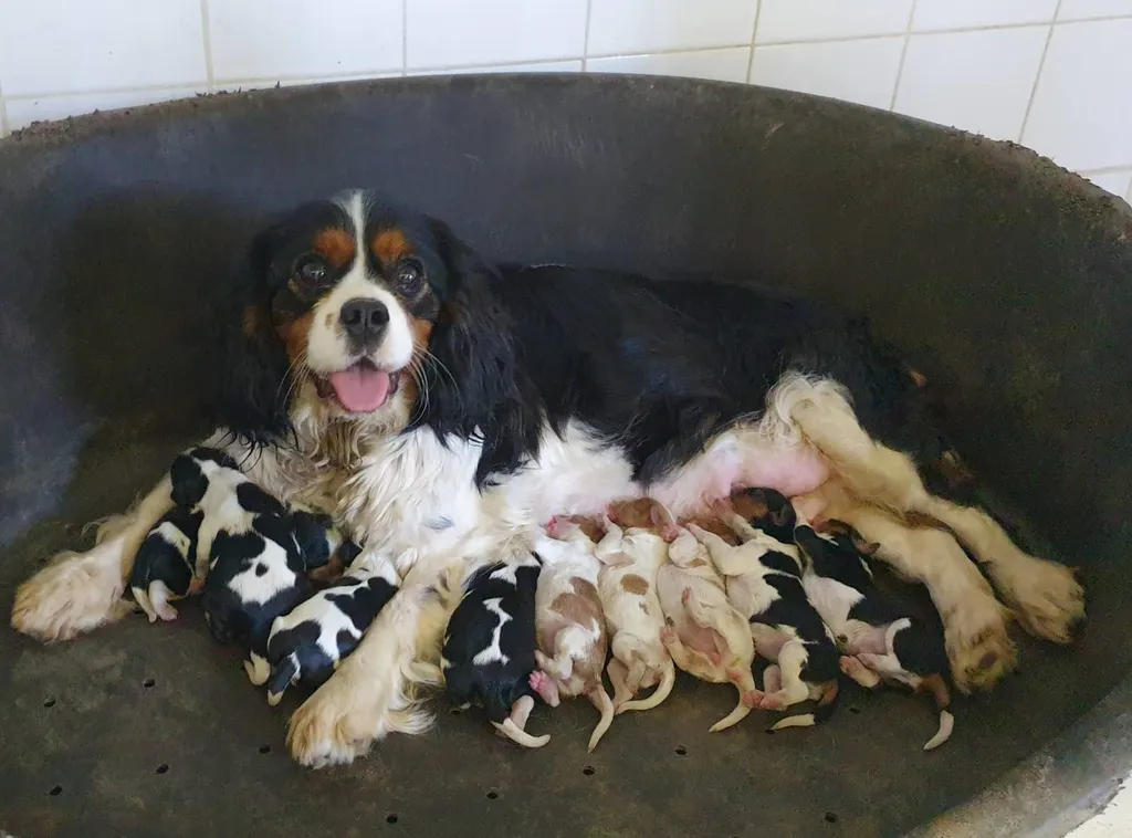 Acheter des chiots CAVALIER KING CHARLES de l'élevage du Palais des Papes à Avignon