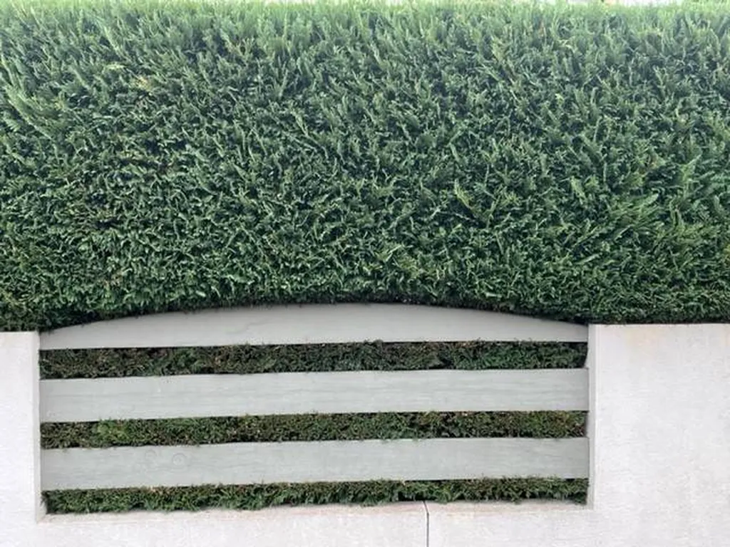 Un professionnel pour tailler une haie de cyprès pour une propriété située près d’Ychoux