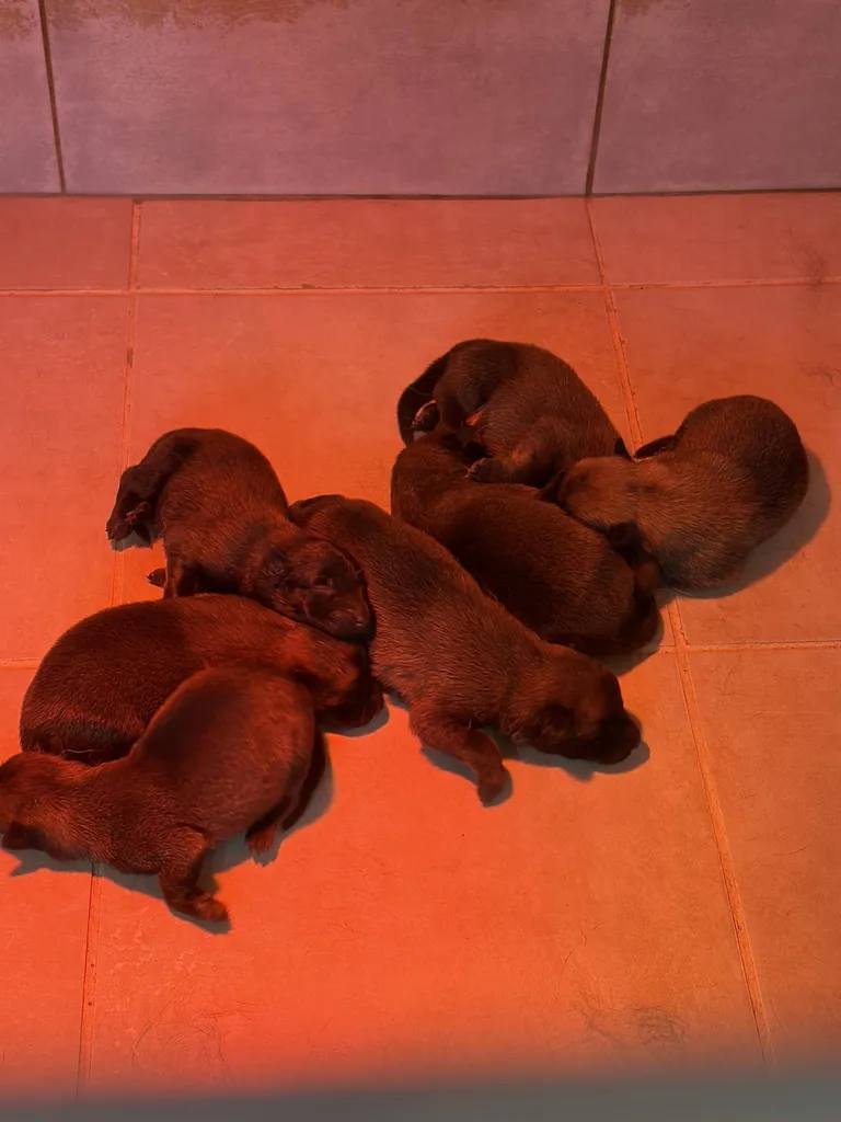 chiots mâle malinois