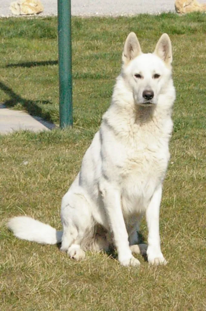 BERGER BLANC SUISSE ADULTE