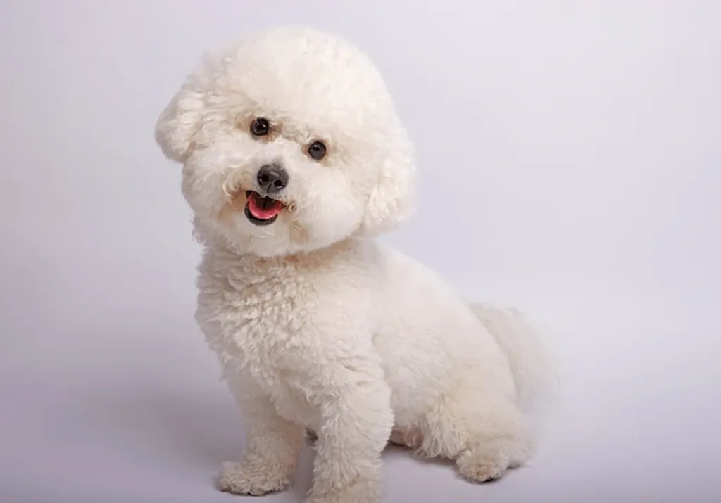 Une nouvelle petite tribu Bichon Frisé est arrivée à l’élevage – Vita & Otto