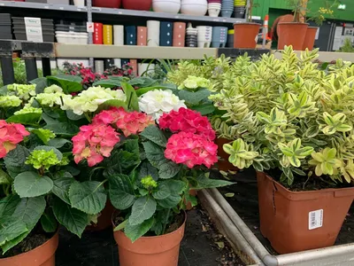 Trouver des plantes extérieures pour embellir son jardin ou son balcon