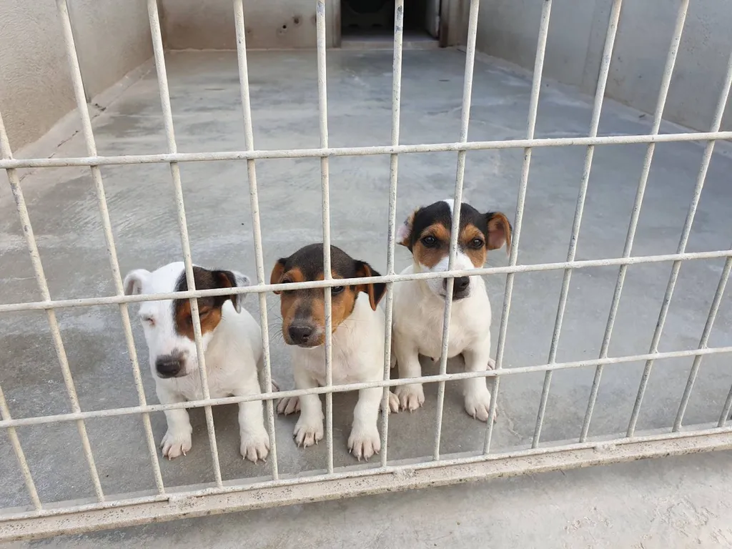 JACK RUSSELL TERRIER L.O.F. AVIGNON