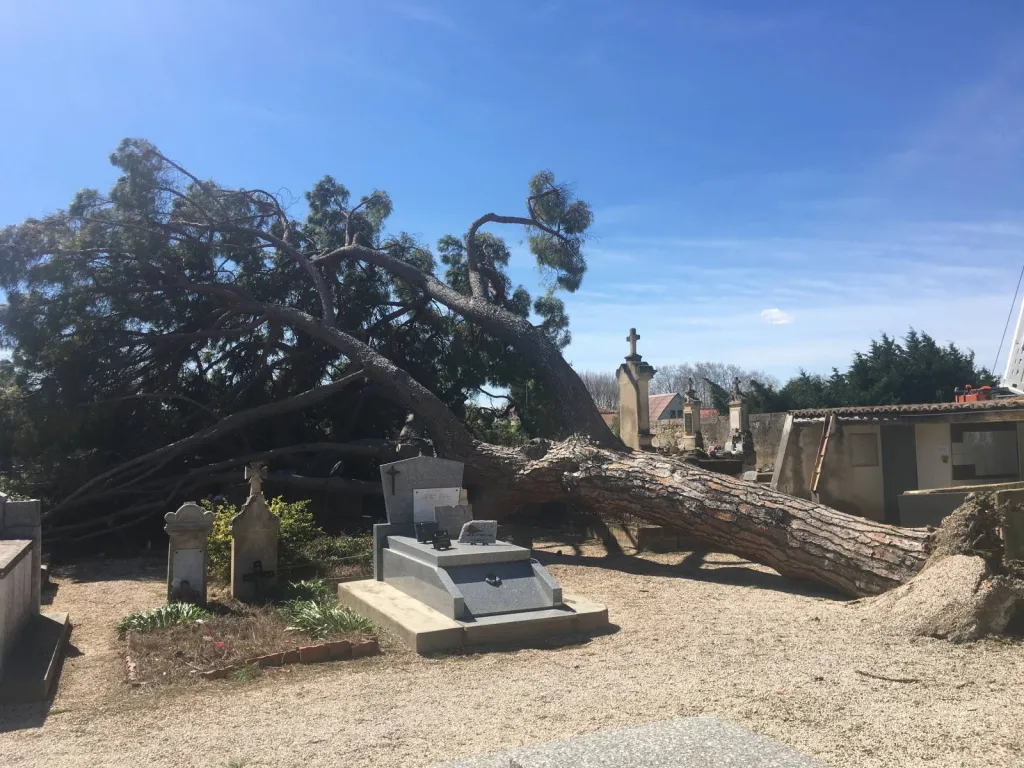 abattage d'un arbre dangereux dans un cimetière du Gard
