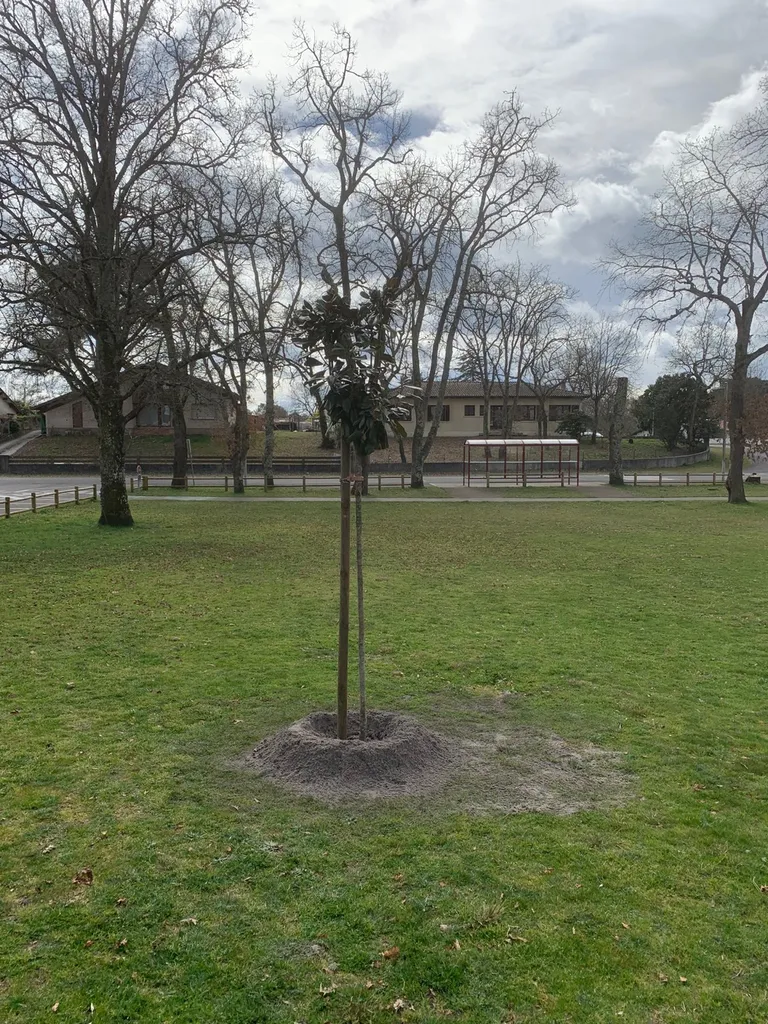 Plantation d'arbres et d'arbustes fleuris pour la ville d'Ychoux