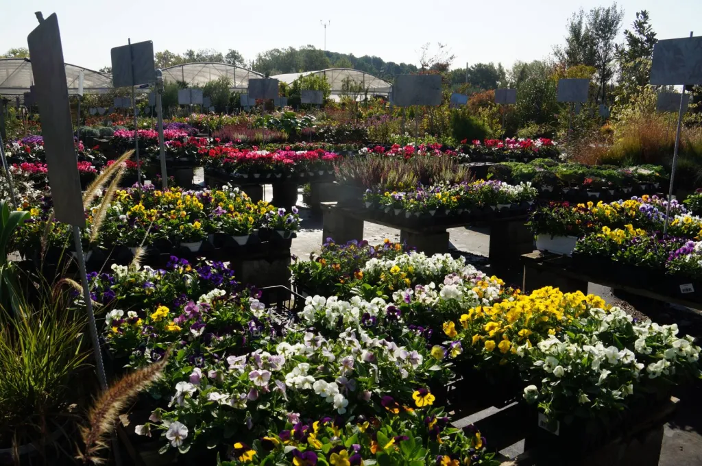 Les plantes d'automne à Ma Ferme Eguilles
