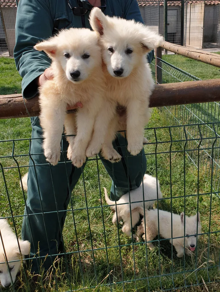 CHIOT BERGER BLANC SUISSE SUD EST