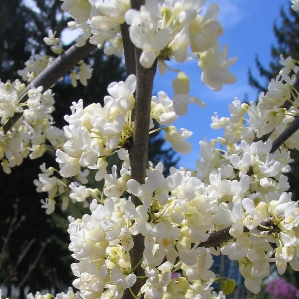 LA JARDINERIE D'ANTOINE À LA TESTE DE BUCH EN PLEINE EFFERVESCENCE : PREMIÈRES FLEURS ET PLANTES DE SAISON