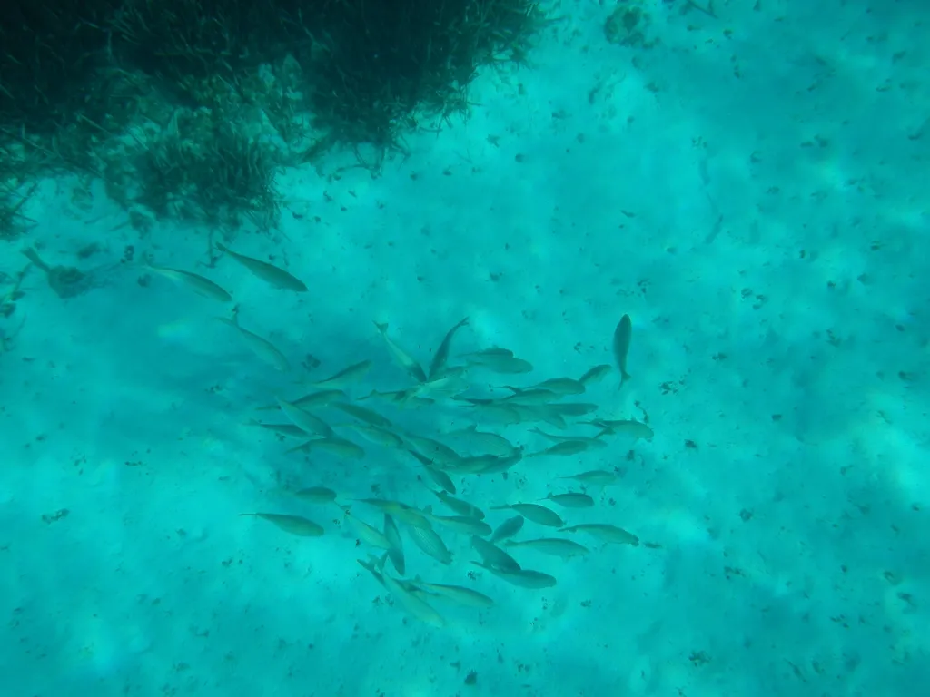 balade en mer entreprise