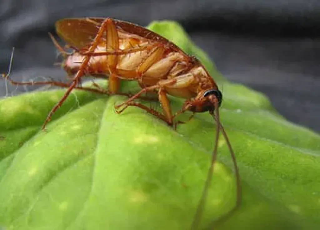 Un cafard visible en cache souvent des centaines d'autres. Les blattes germaniques prolifèrent à une vitesse fulgurante dans les recoins chauds et humides de vos cuisines. Les bombes insecticides classiques ne détruisent jamais les nids. A.M.A Nuisibles a