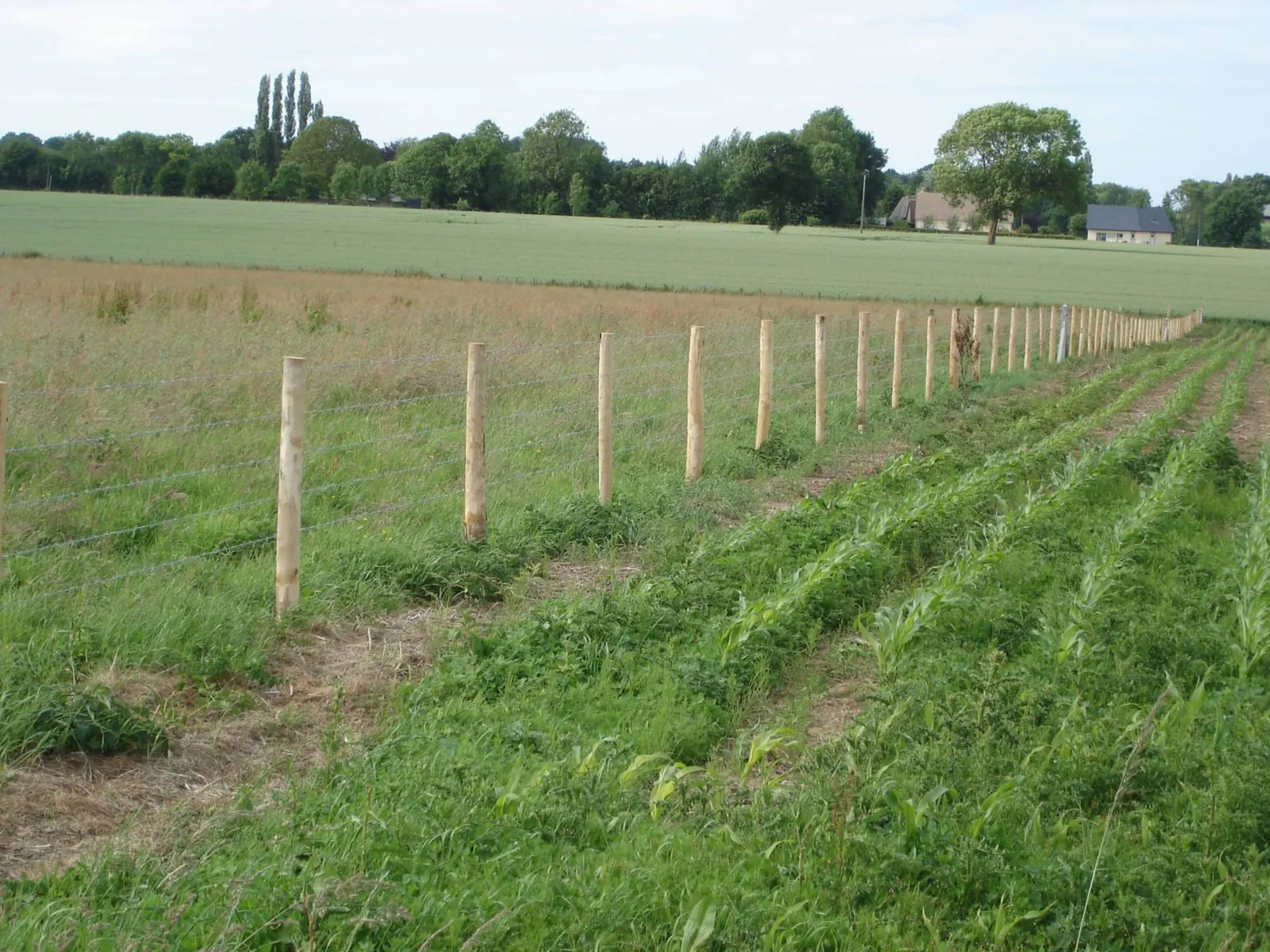 Réalisation d'une clôture d'herbage en pieux chataigniers pour bovins à Epaignes 27