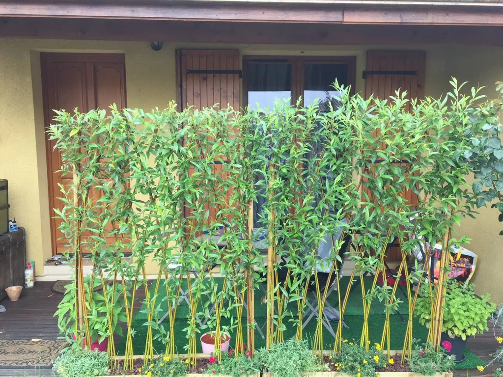 Créer un brise vue en osier vivant pour vos maisons dans les landes