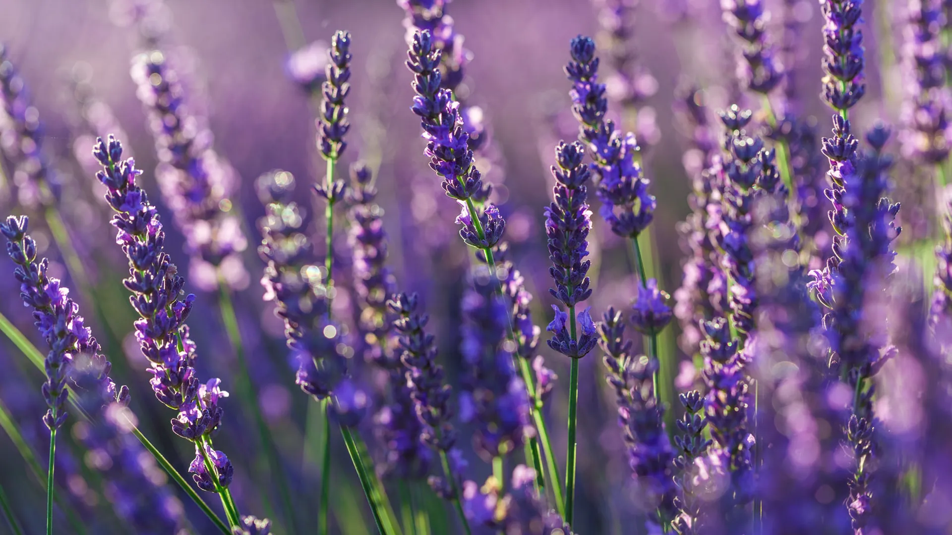 Excursion aux champs de lavande de Valensole au départ de Thecamp Hotel & Lodges