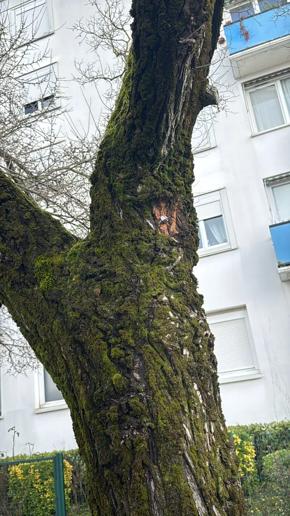 Brochage d'un arbre à Bordeaux