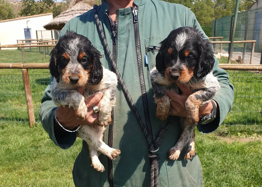 CHIOTS EPAGNEUL BRETON LOF SUD DE LA FRANCE