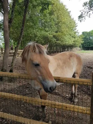 balade au milieu des animaux