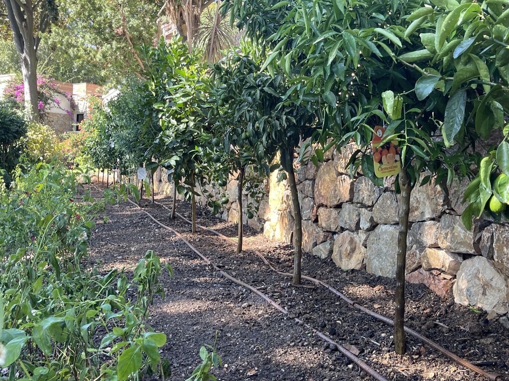 Création d’un jardin méditerranéen avec arrosage automatique à Carqueiranne