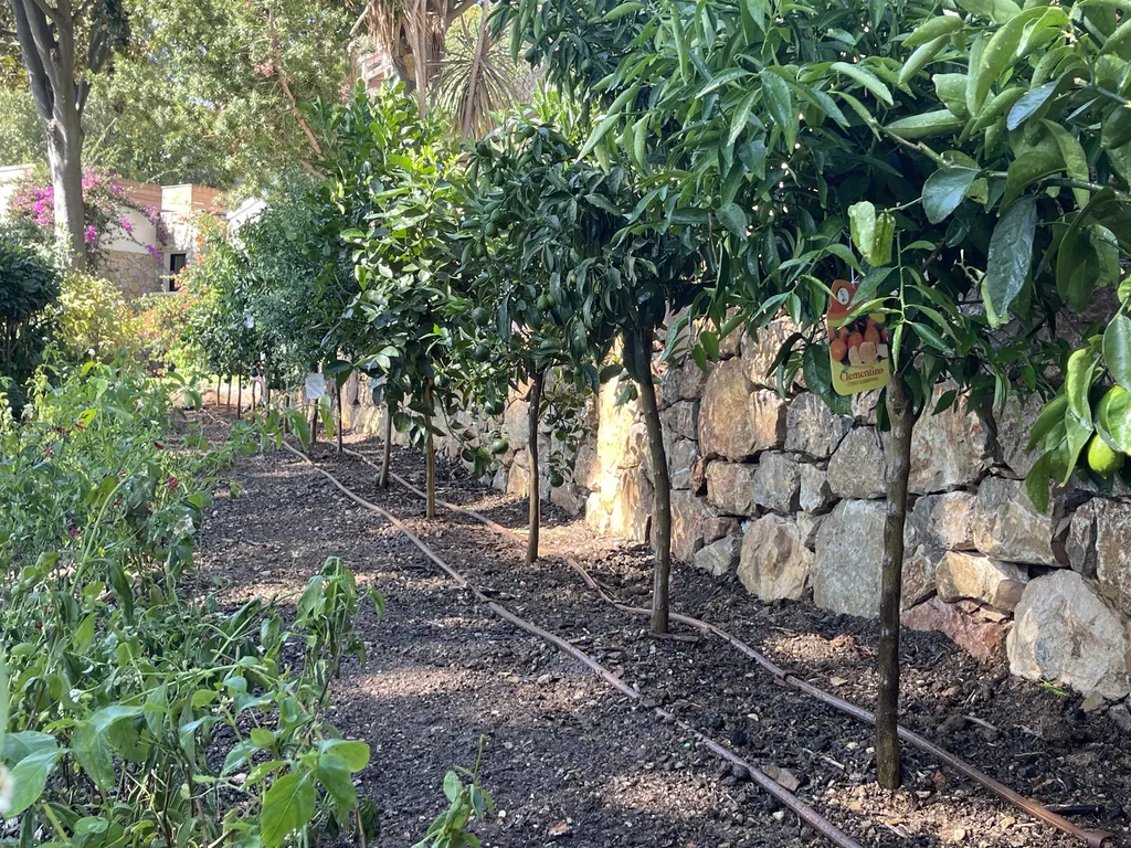 Création d’un jardin méditerranéen avec arrosage automatique à Carqueiranne