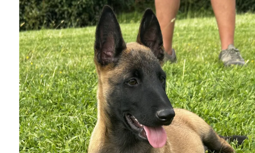 Chiots Berger Belge Malinois LOF à réserver – Portée VAMP x URGO – 5 femelles et 1 mâle disponibles