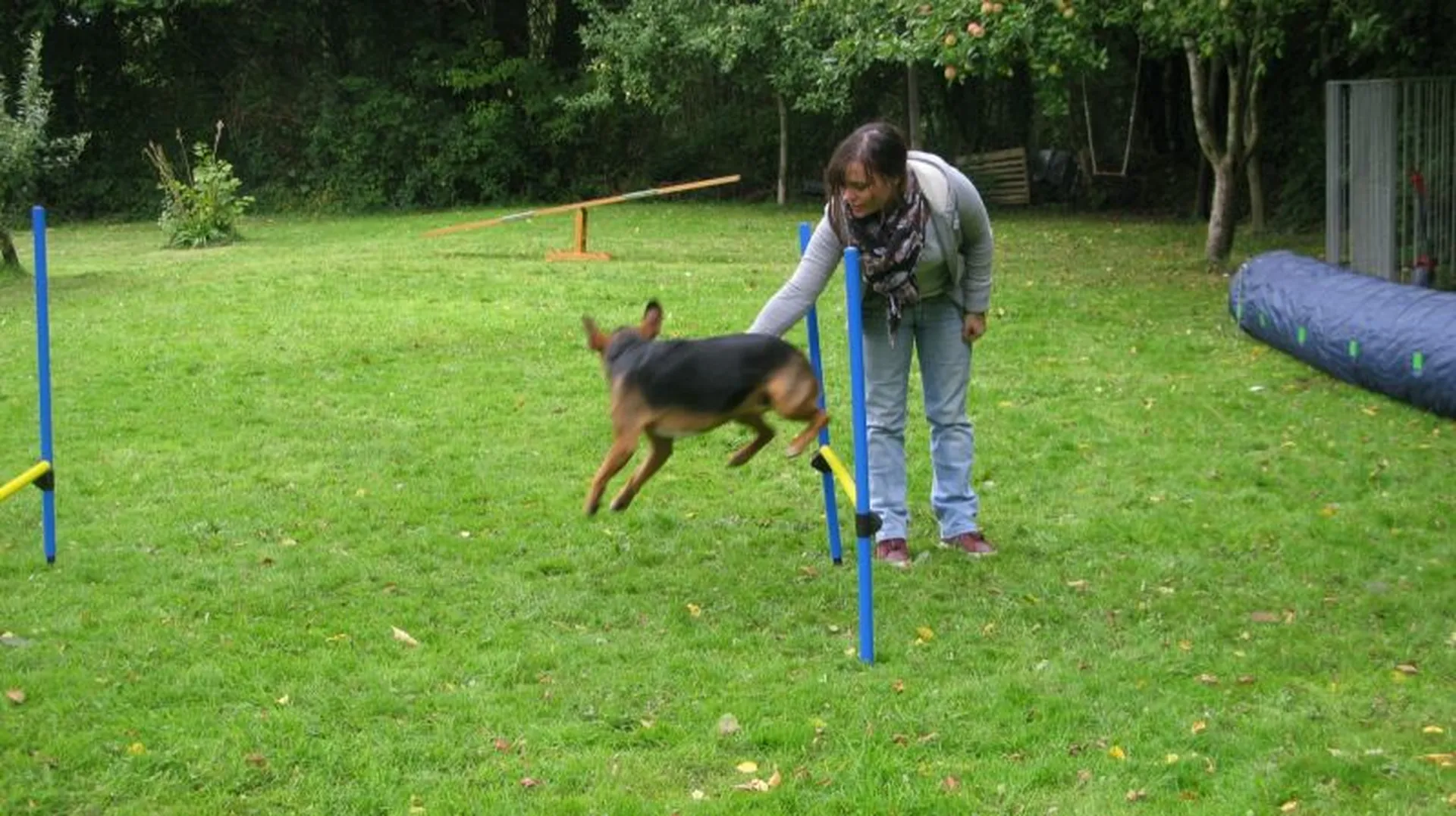  cours et Saut d'agility pessac