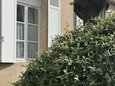 A vendre un appartement comme une maison, à quelques pas du RER A de Saint Germain en Laye, le calme absolu avec parking et jardin arboré de la copropriété.