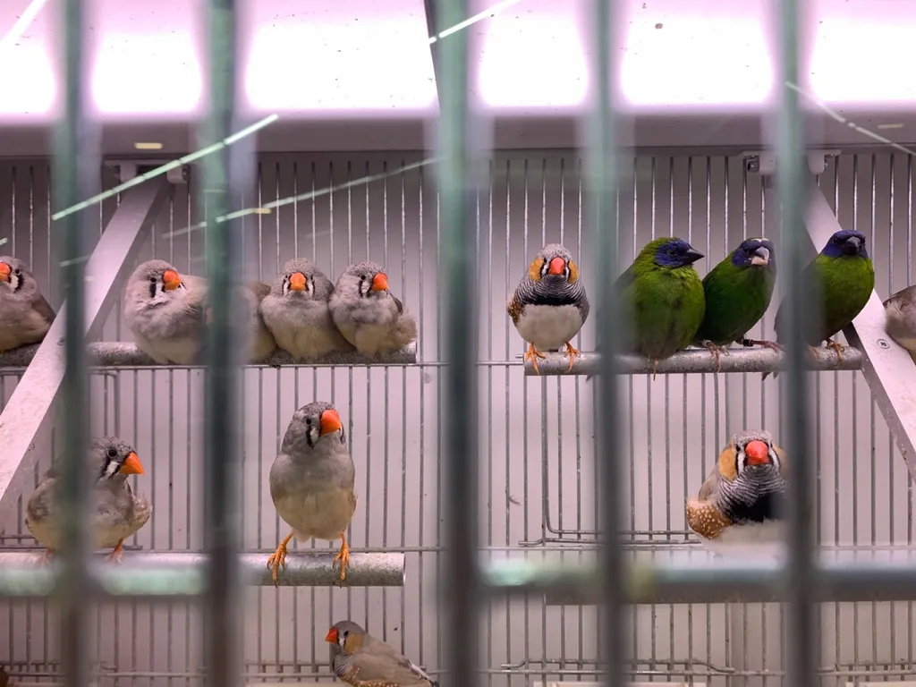 Acheter des oiseaux au Havre