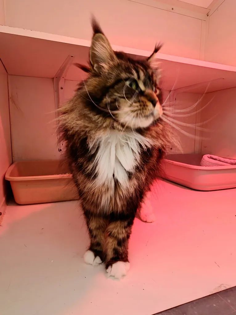 VENTE chatons Mâles et femelles MAÏNE COON LOOF Avignon Vaucluse PACA