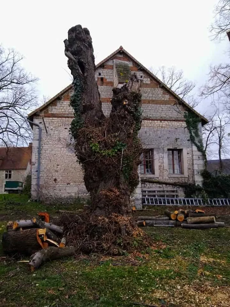 Élagage d’arbres centenaires au Château d’Ételan (76330)