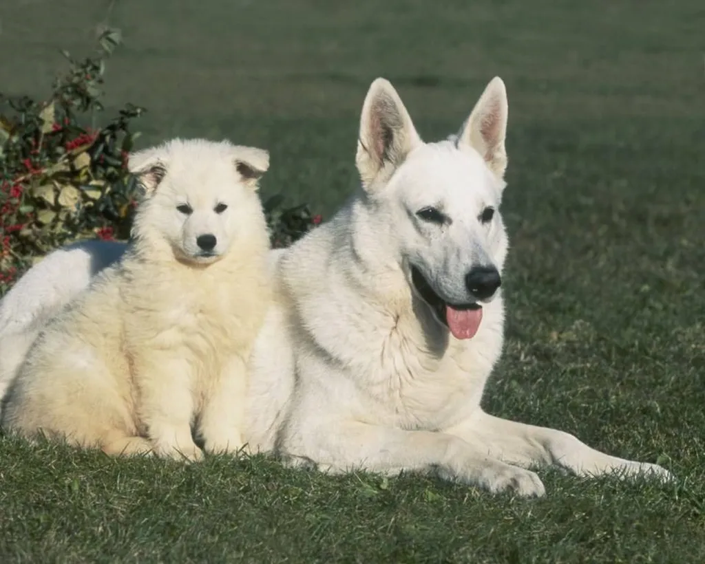 Chiots Berger Blanc Suisse LOF Utah × Pacha – Portée née le 27 juin 2026 à réserver