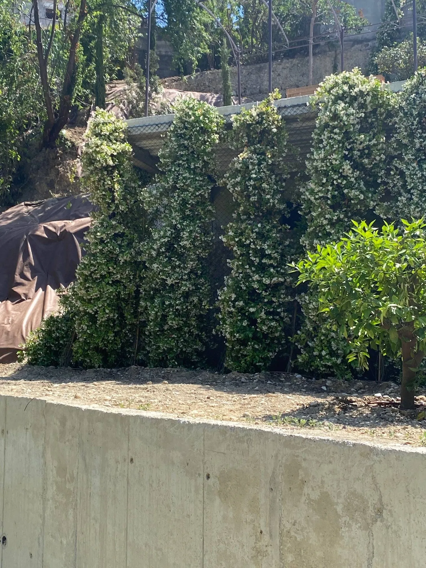 Mur végétalisé palissé à Nice Nord