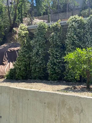 Mur végétalisé palissé à Nice Nord