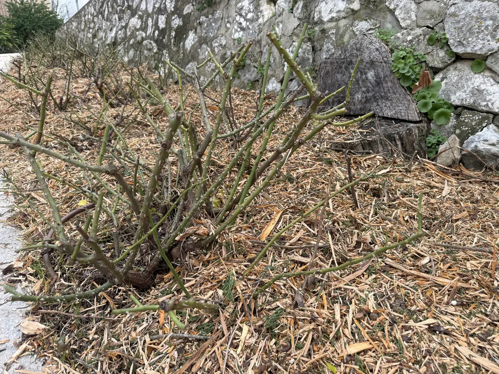 Taille des rosiers à Toulon