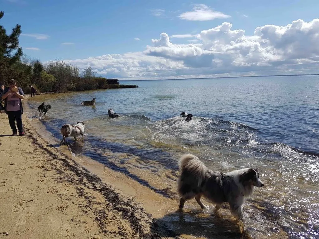 Balade educative bassin d'arcachon
