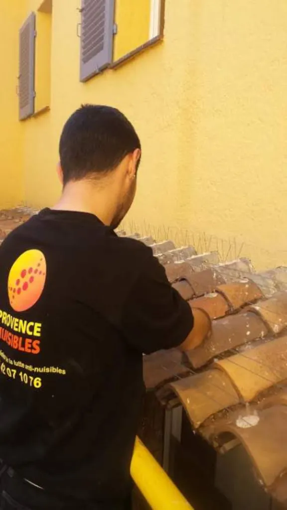 Pose de système anti pigeon en Salon de Provence 13300